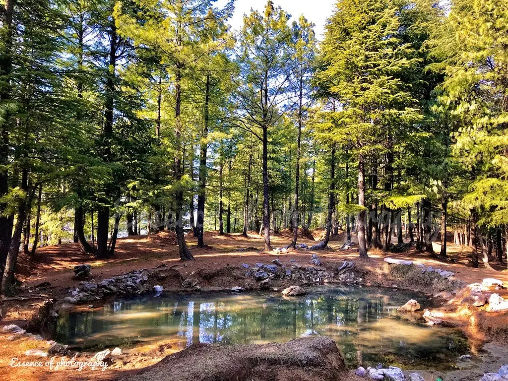 Sunlit deodar forest around a still pond, the kind of trail RHCP walks in the hills of Abbottabad