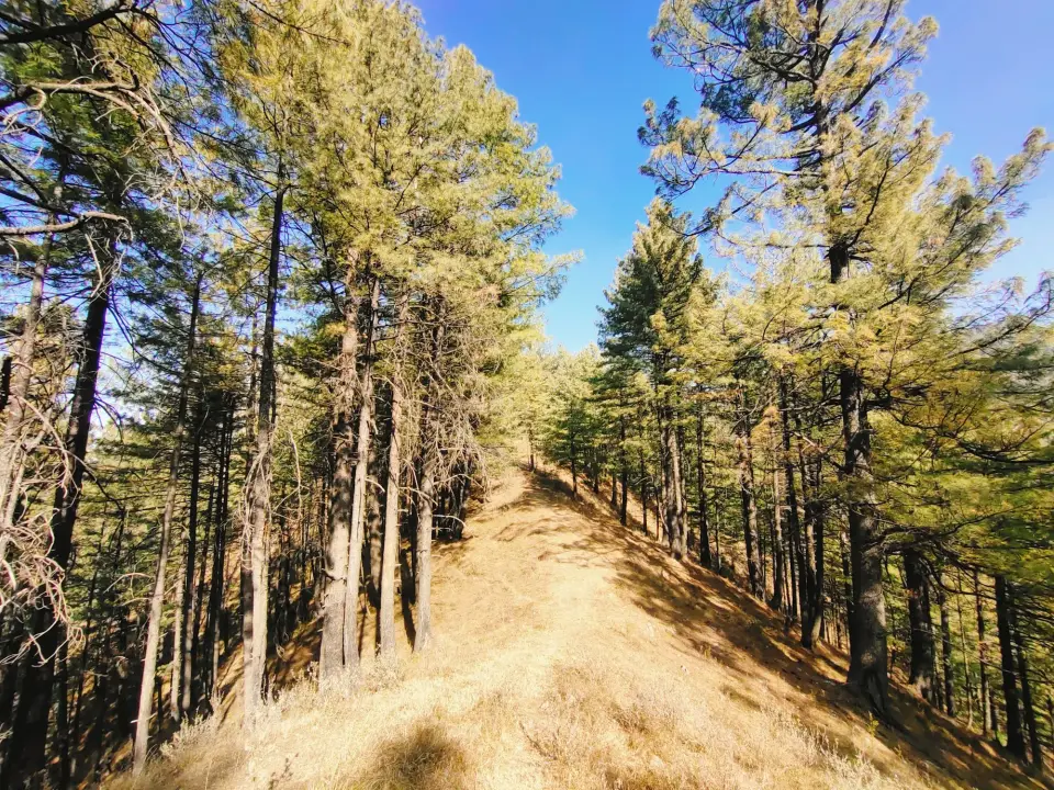 Kakul to Kala Pani via Jogan Top: RHCP hike photo 6 of 18