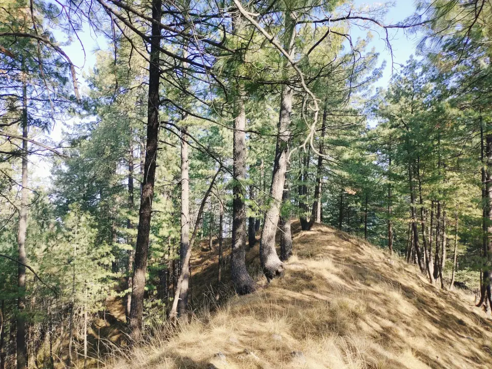 Kakul to Kala Pani via Jogan Top: RHCP hike photo 8 of 18