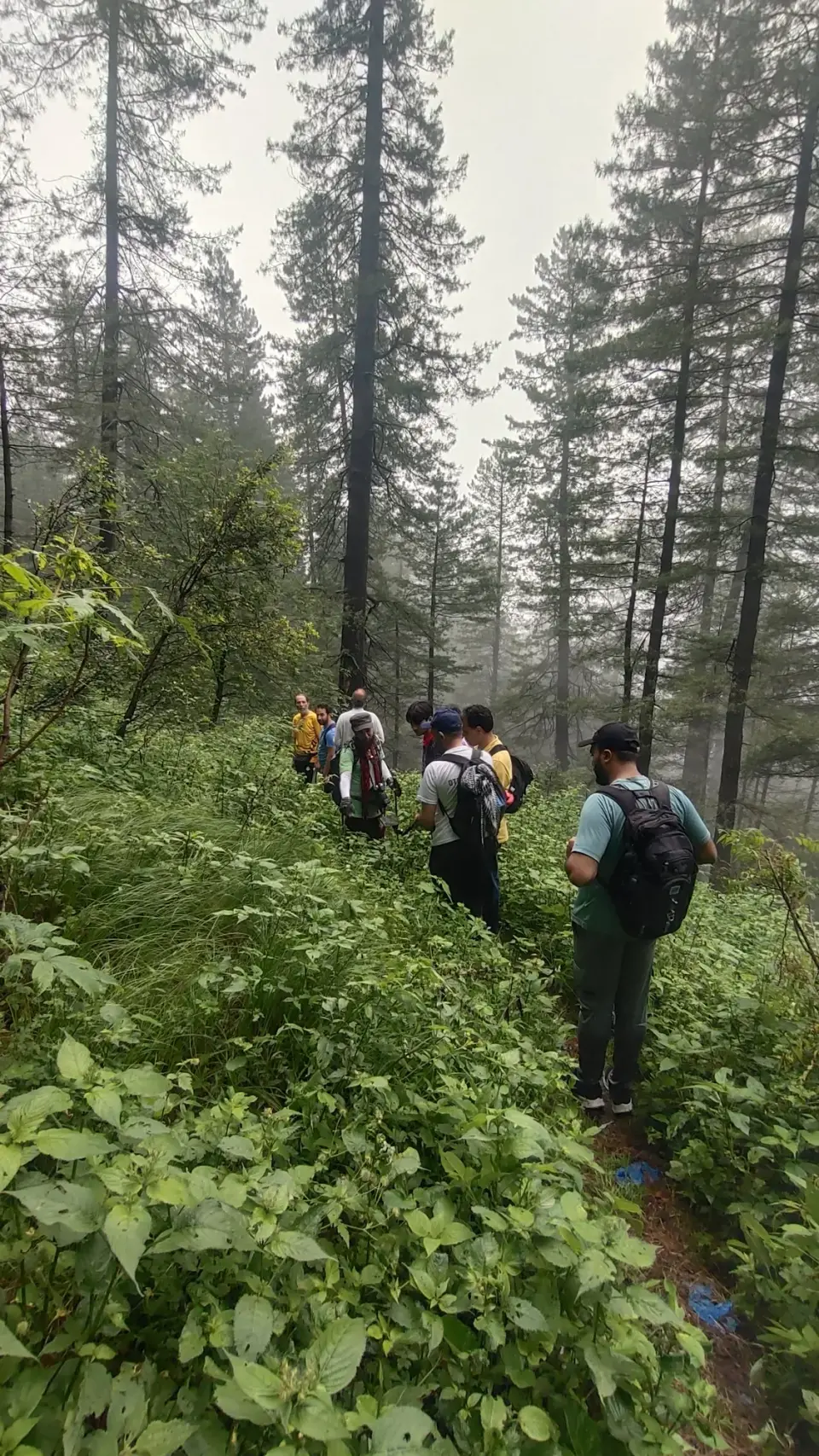 Thandiani (Barmi Gali) to Jhafar: RHCP hike photo 2 of 18
