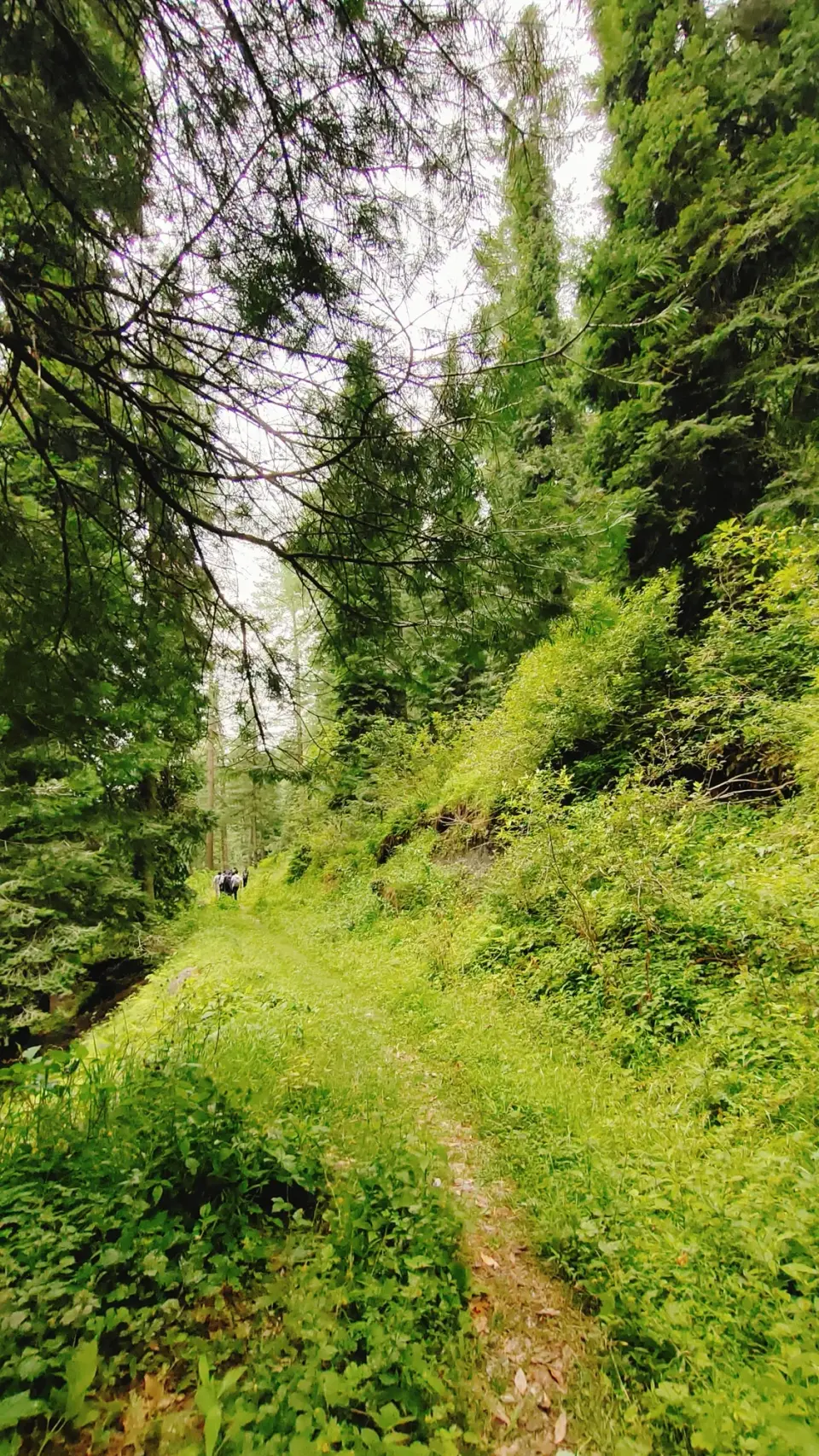 Thandiani to Nathia Gali: RHCP hike photo 4 of 18