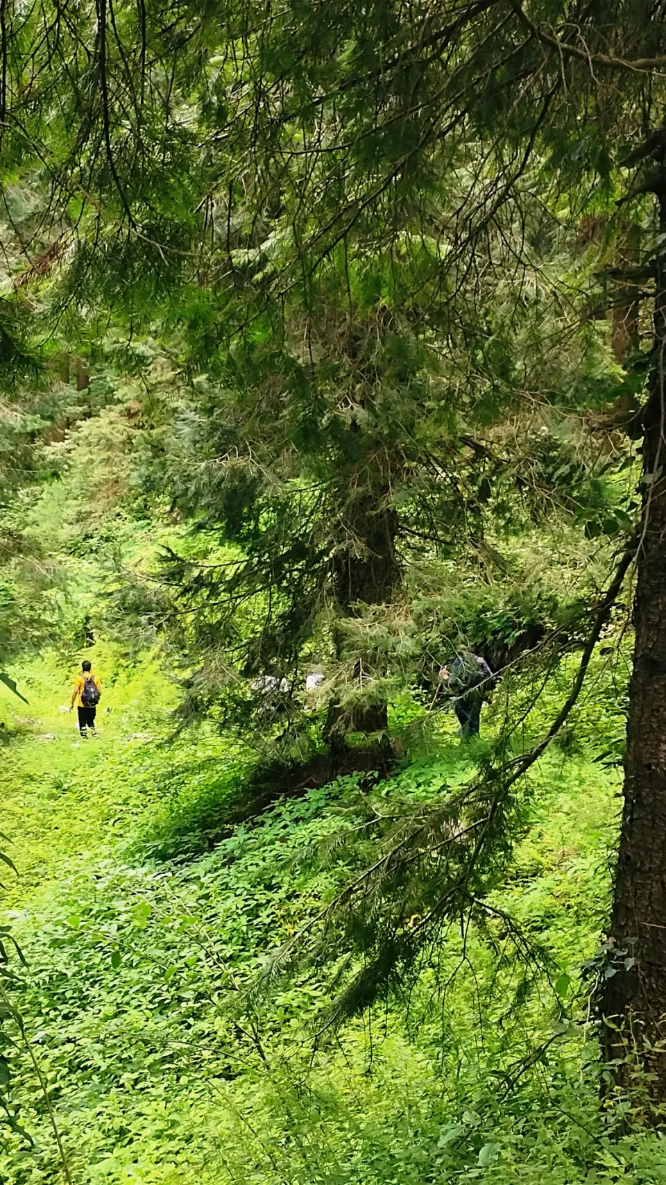 Thandiani to Nathia Gali: RHCP hike photo 6 of 18