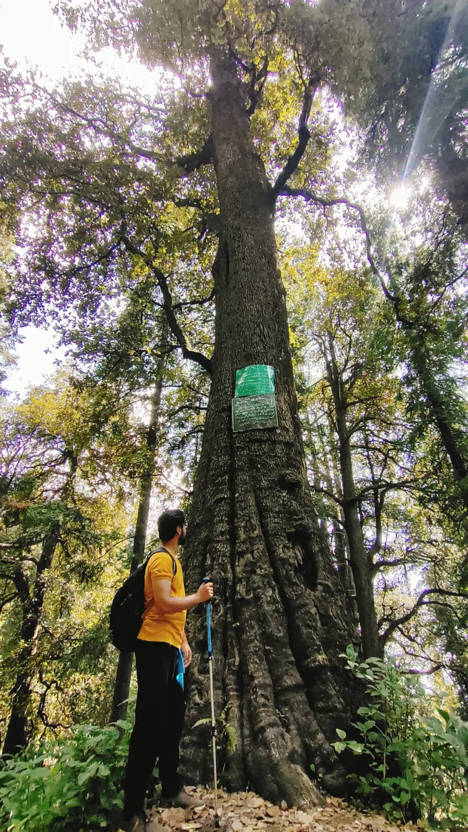 Thandiani to Nathia Gali: RHCP hike photo 14 of 18